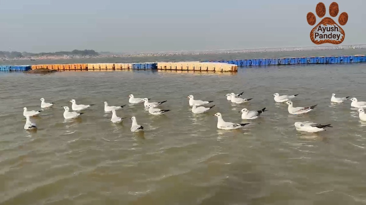 Gaviota Centroasiática - ML647552377