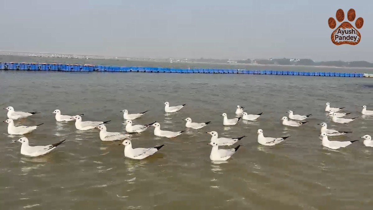 Gaviota Centroasiática - ML647552378