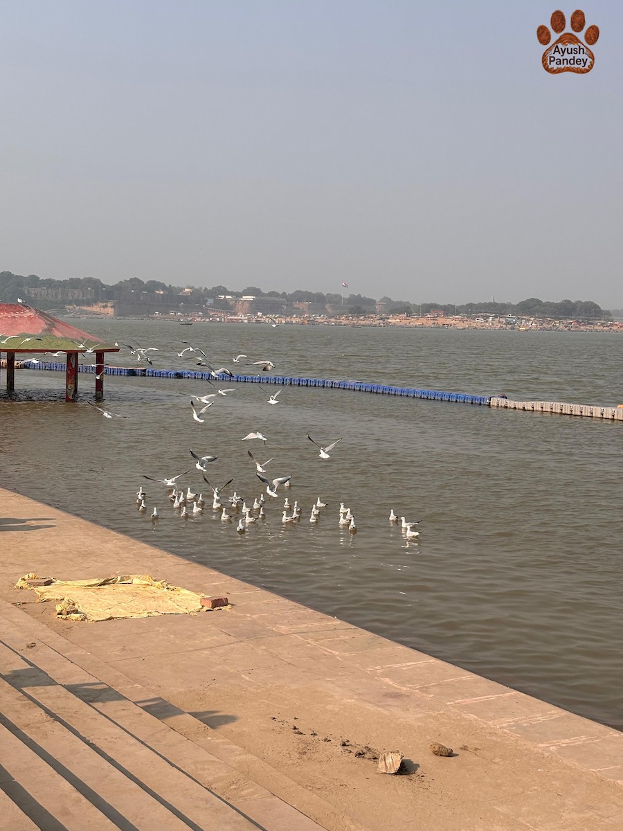 Brown-headed Gull - ML647552379