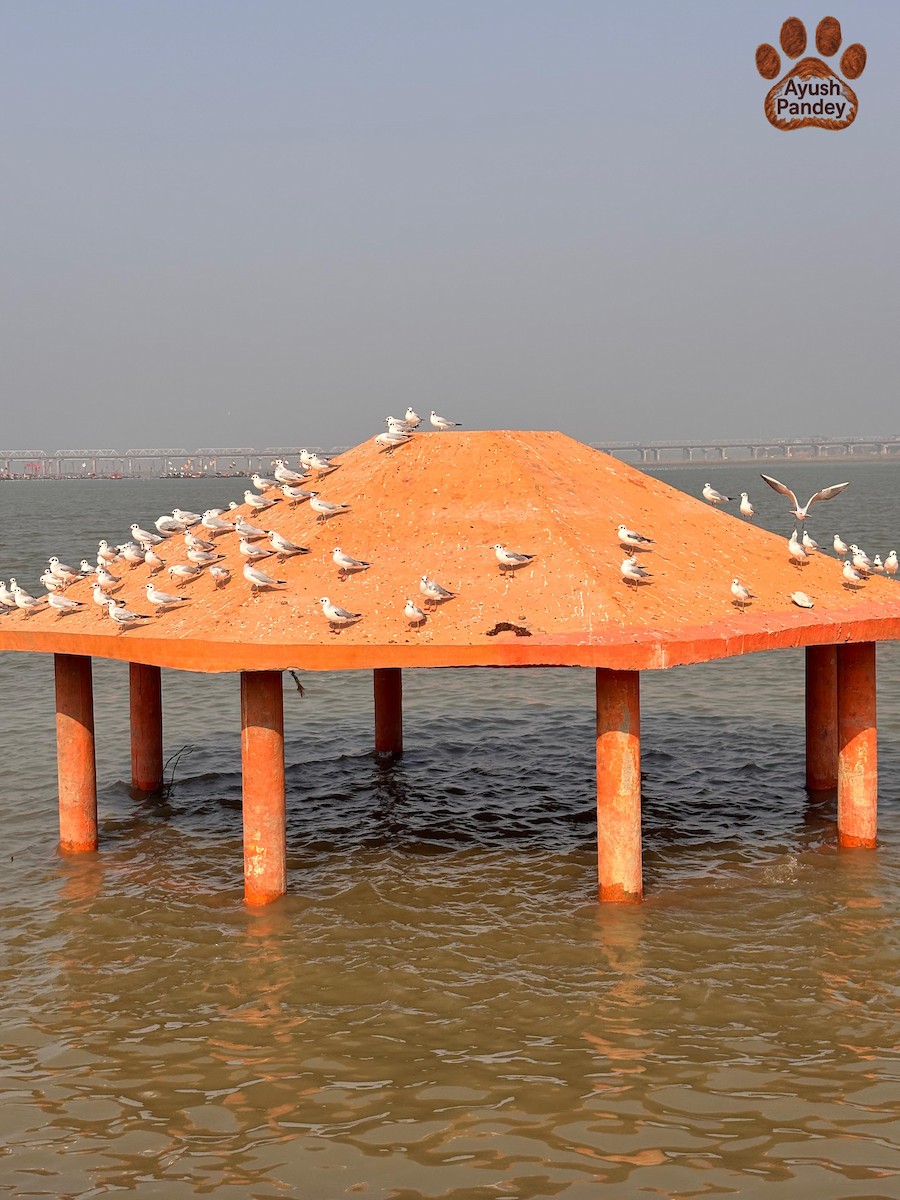 Brown-headed Gull - ML647552380
