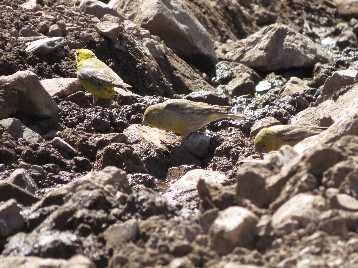 Büyük Kanarya İspinozu - ML647552389