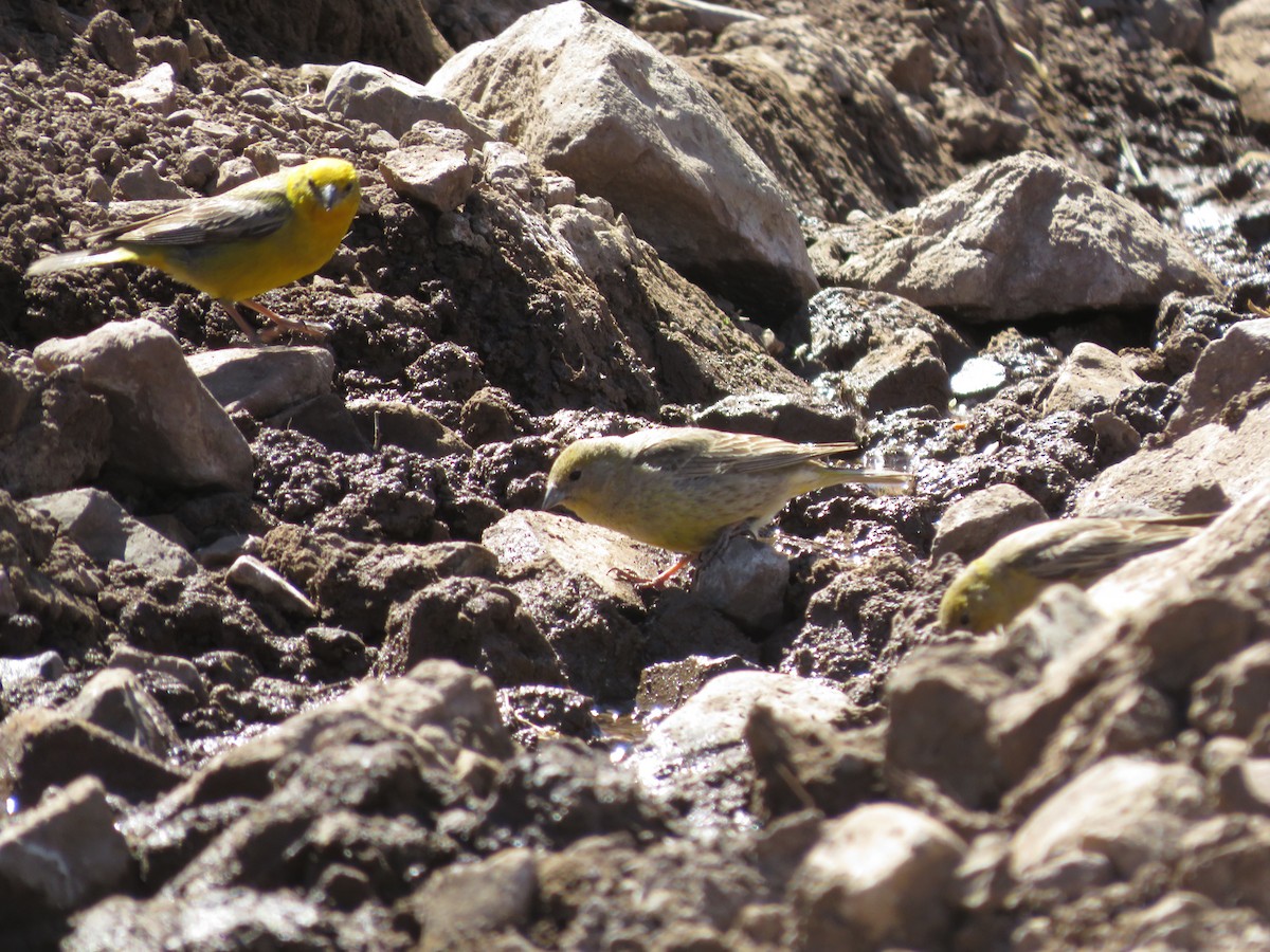 Büyük Kanarya İspinozu - ML647552390