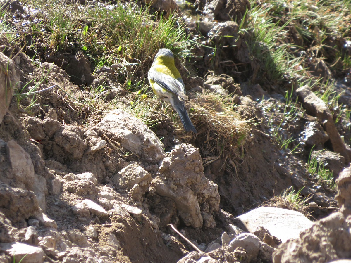 Greater Yellow-Finch - ML647552391