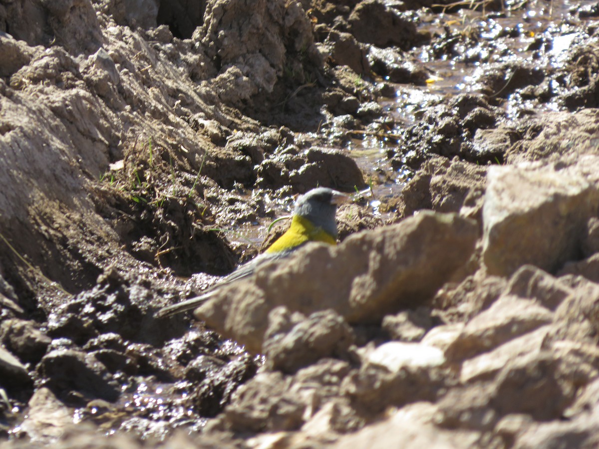 Gray-hooded Sierra Finch - ML647552392