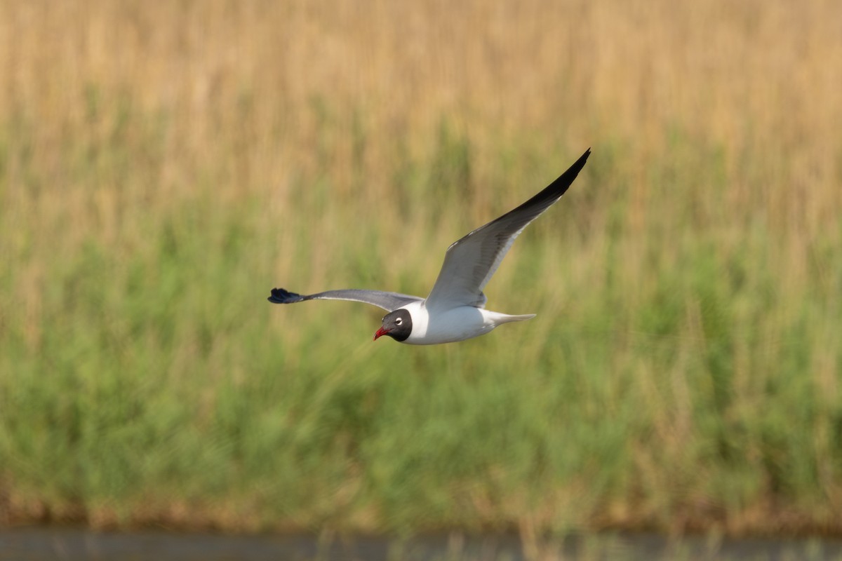Laughing Gull - ML647552396