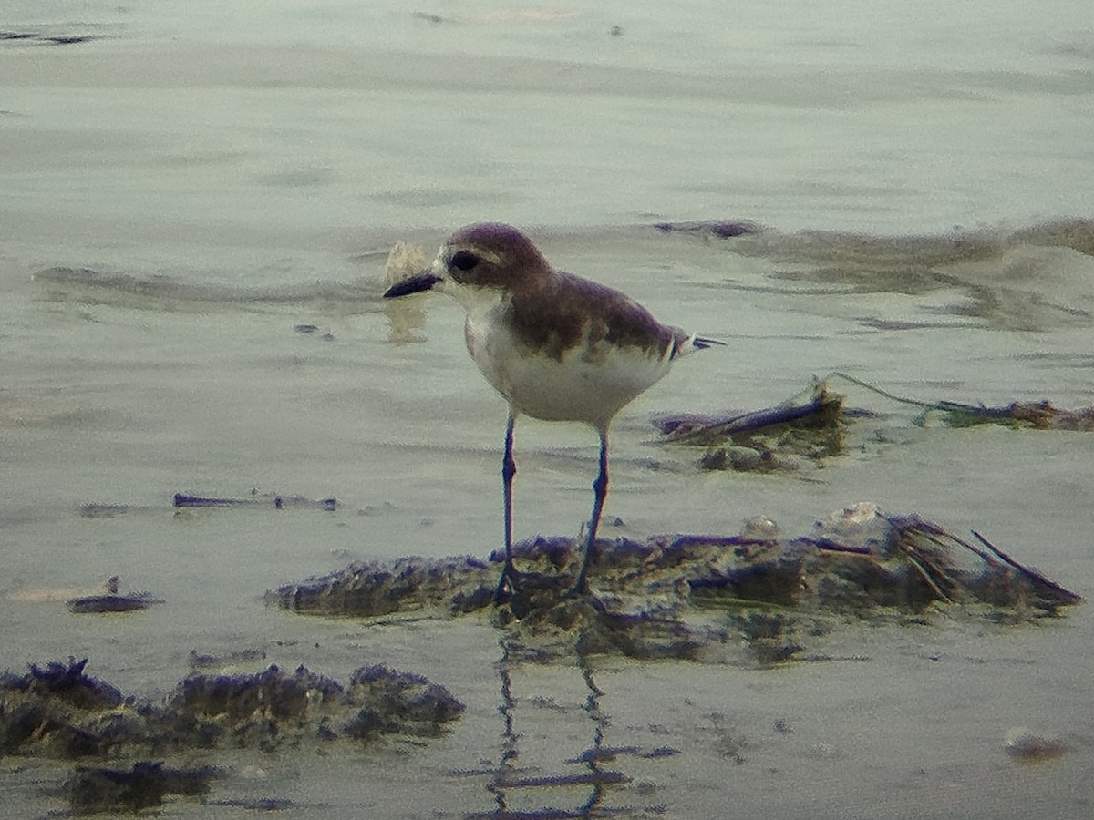 Greater Sand-Plover - ML647552398