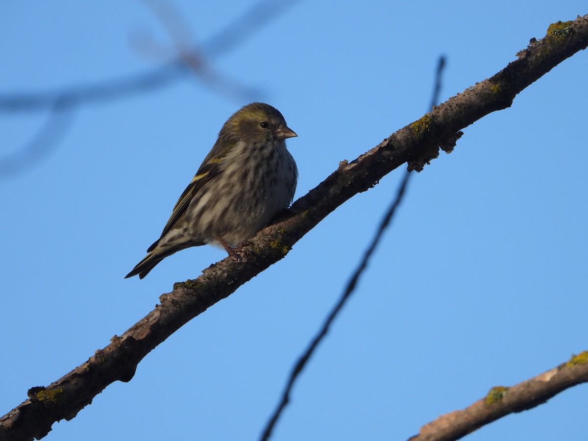 Eurasian Siskin - ML647552399