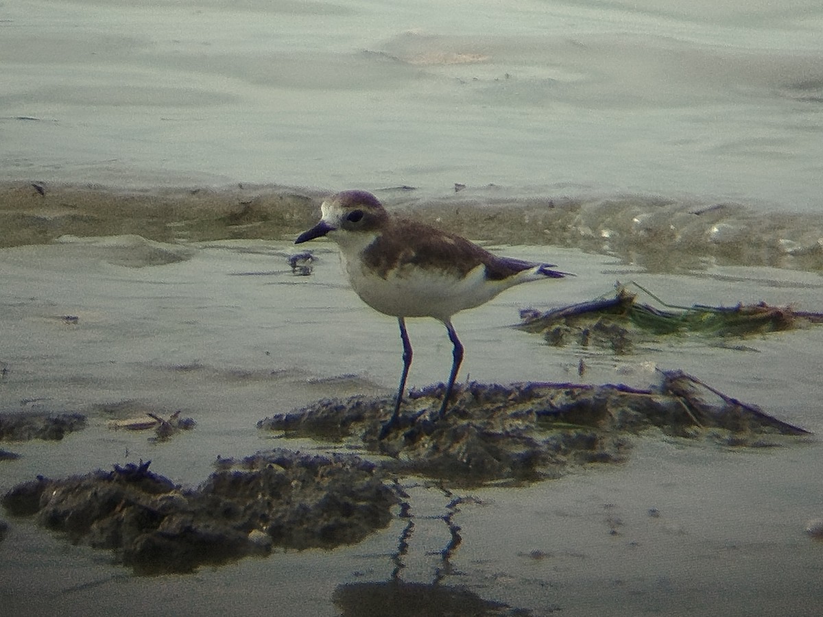 Greater Sand-Plover - ML647552400
