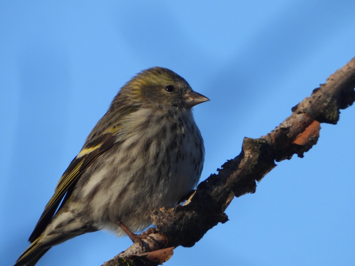 Eurasian Siskin - ML647552401
