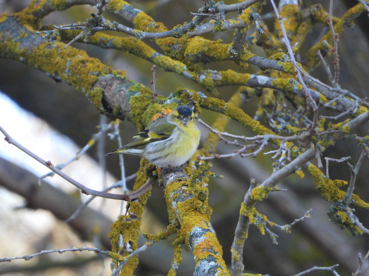 Eurasian Siskin - ML647552402