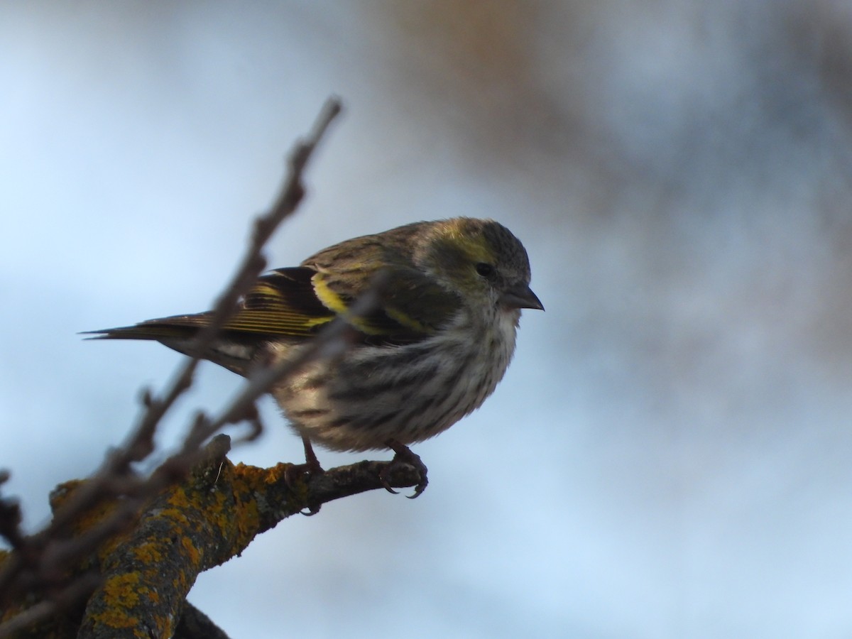 Eurasian Siskin - ML647552403
