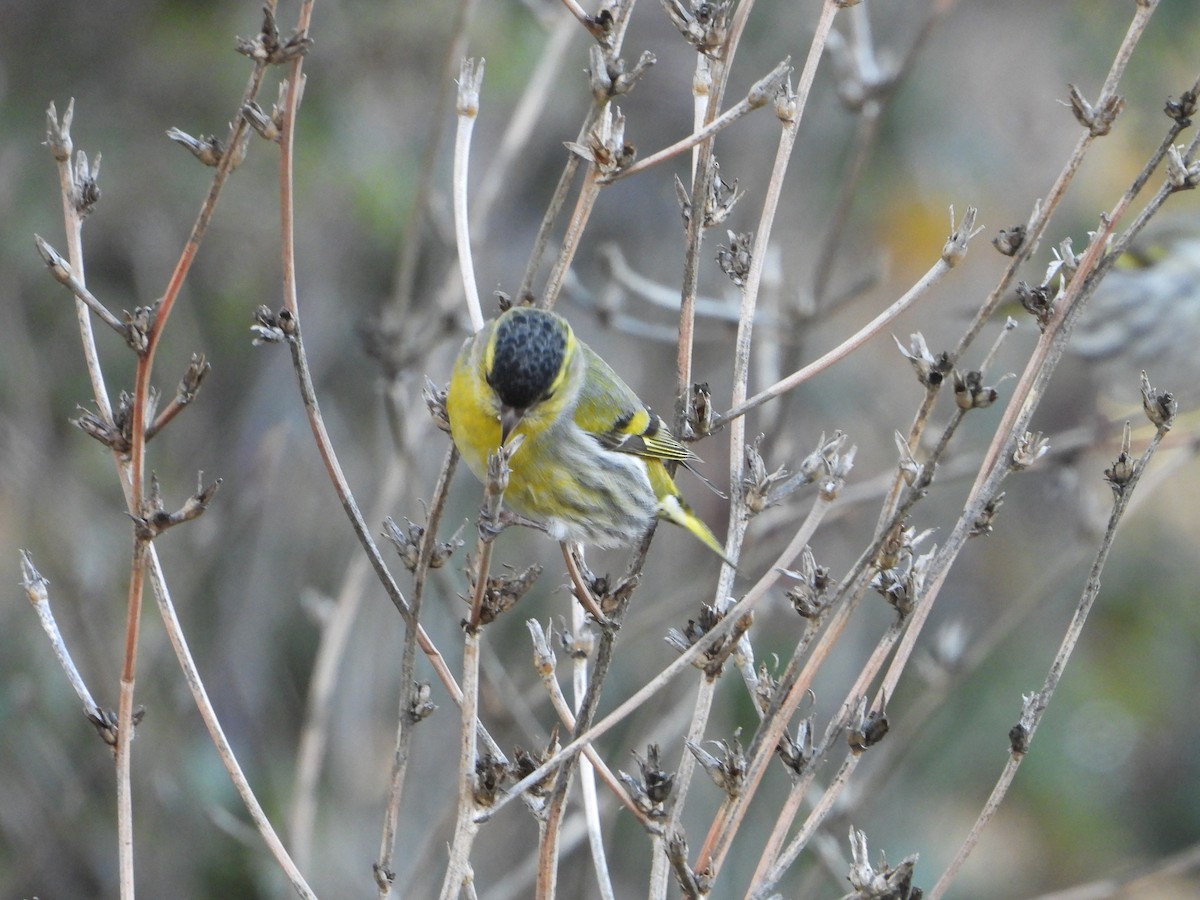 Eurasian Siskin - ML647552404