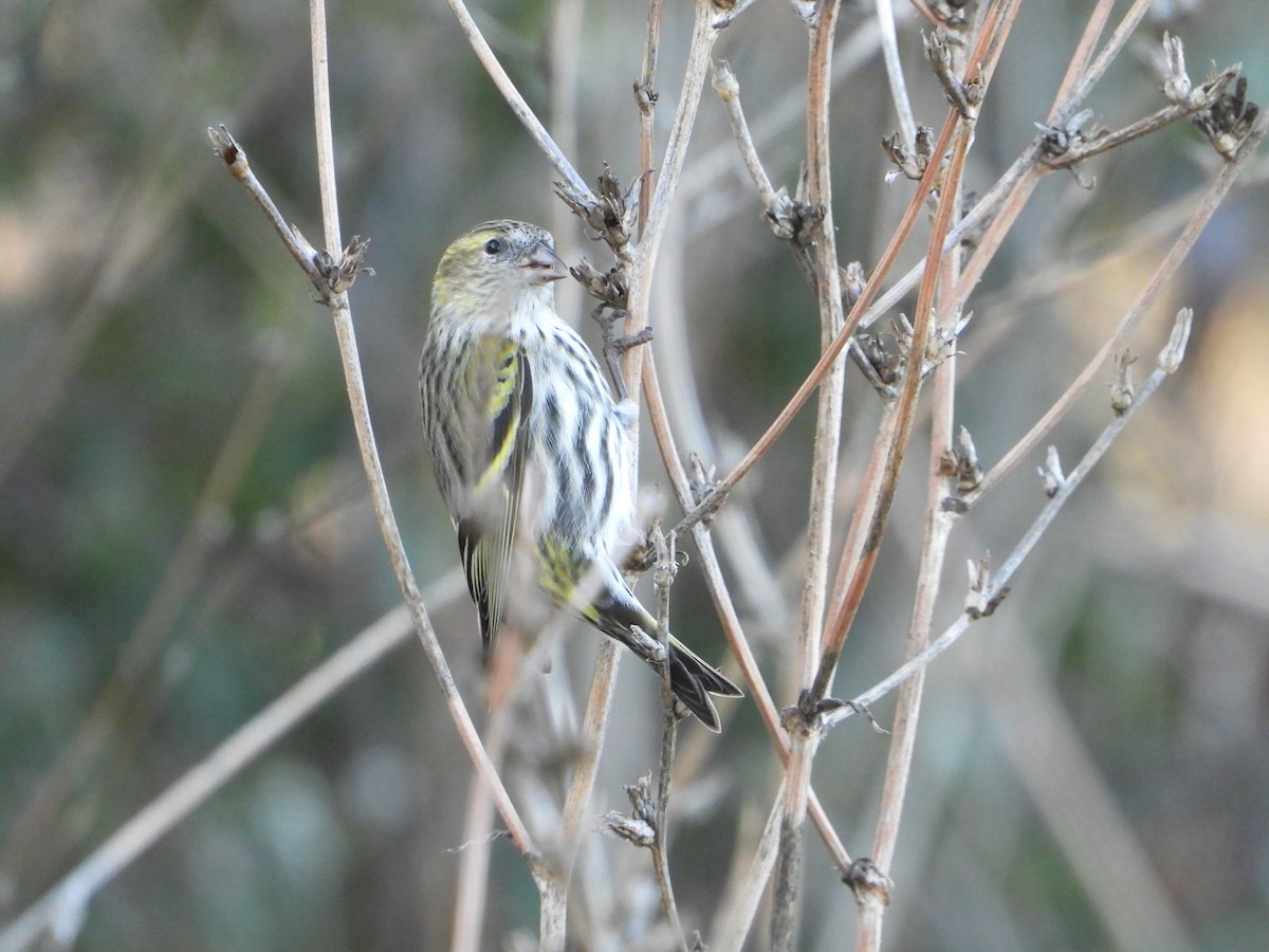 Eurasian Siskin - ML647552405