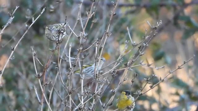 Eurasian Siskin - ML647552406
