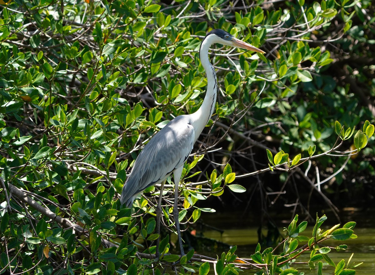 Cocoi Heron - ML647552407