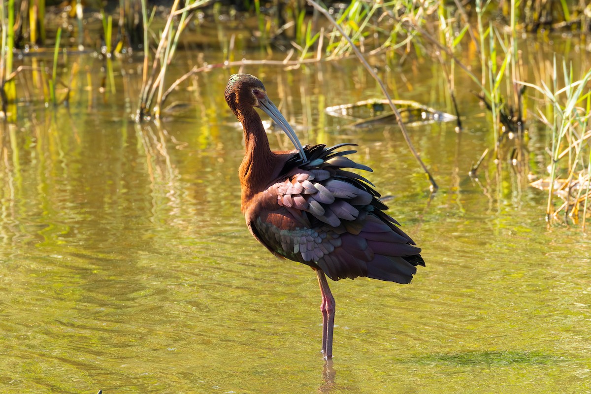 White-faced Ibis - ML647552409