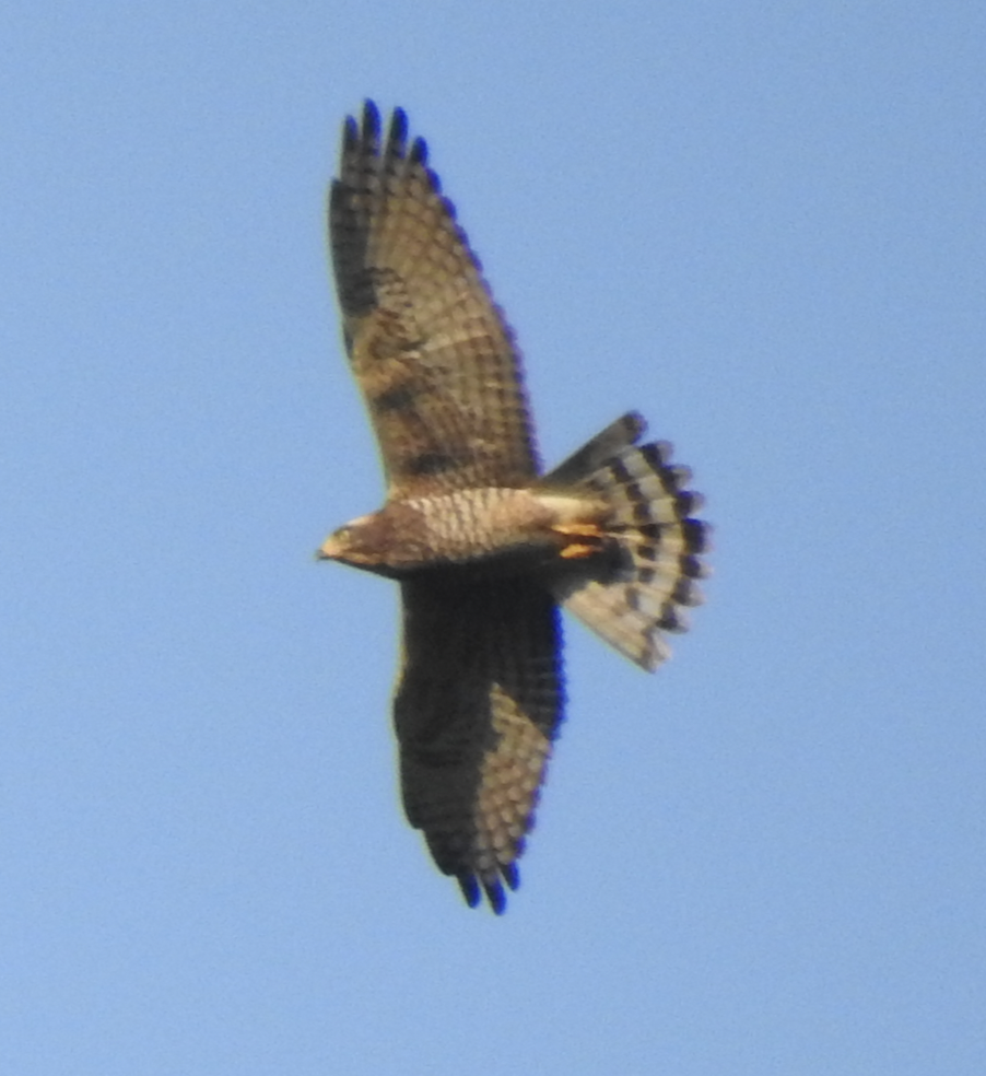 Gray-faced Buzzard - ML647552415