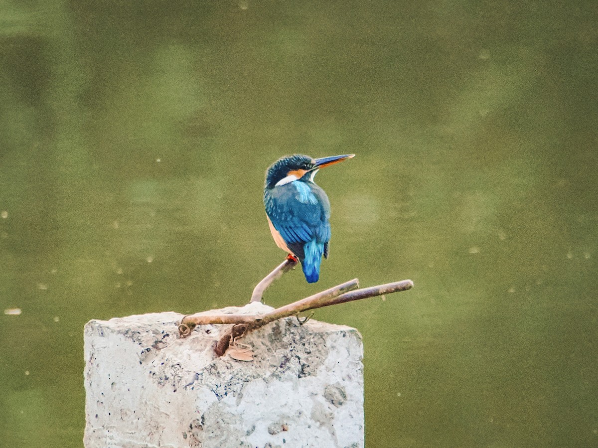 Common Kingfisher - ML647552416