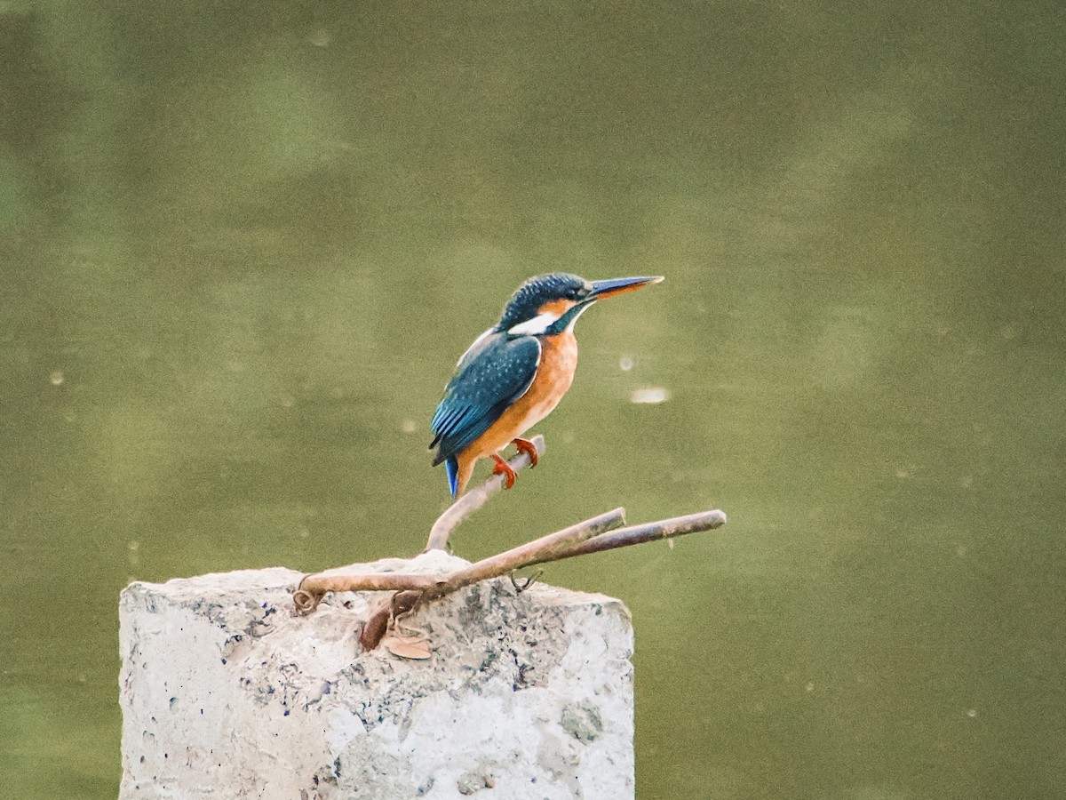 Common Kingfisher - ML647552417