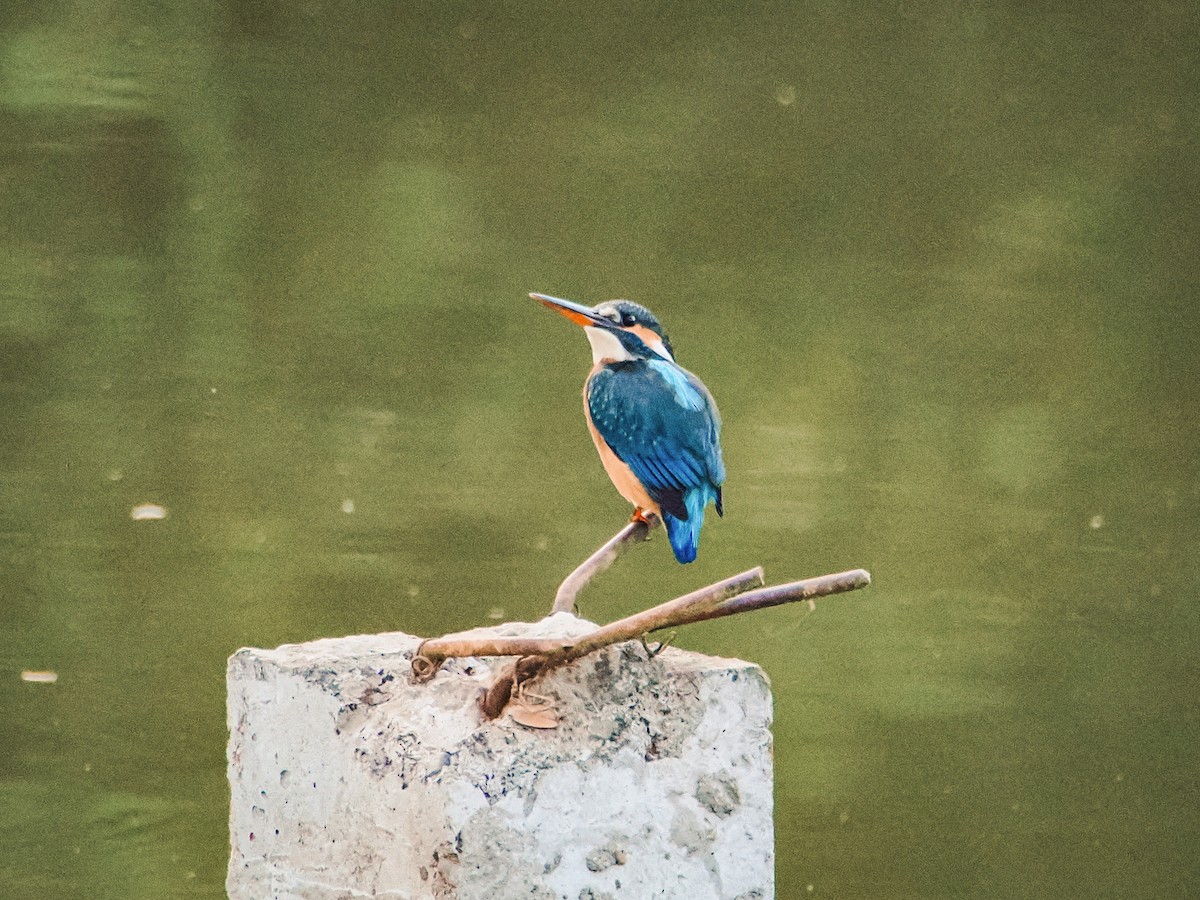 Common Kingfisher - ML647552418
