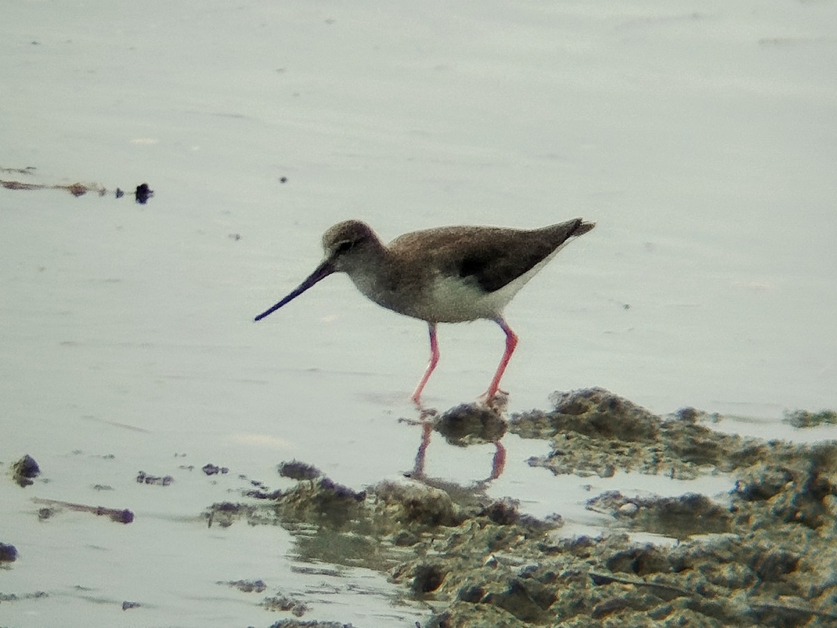 Terek Sandpiper - ML647552423