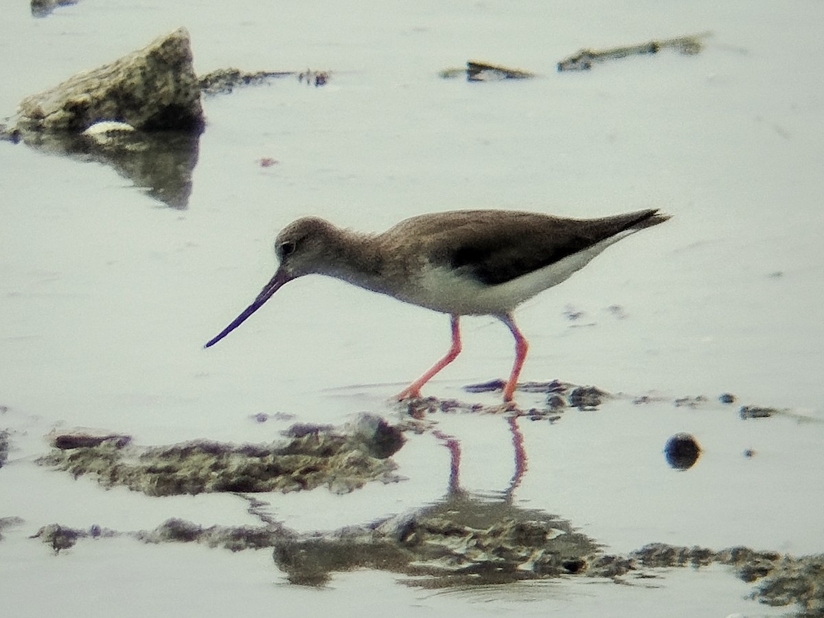 Terek Sandpiper - ML647552424