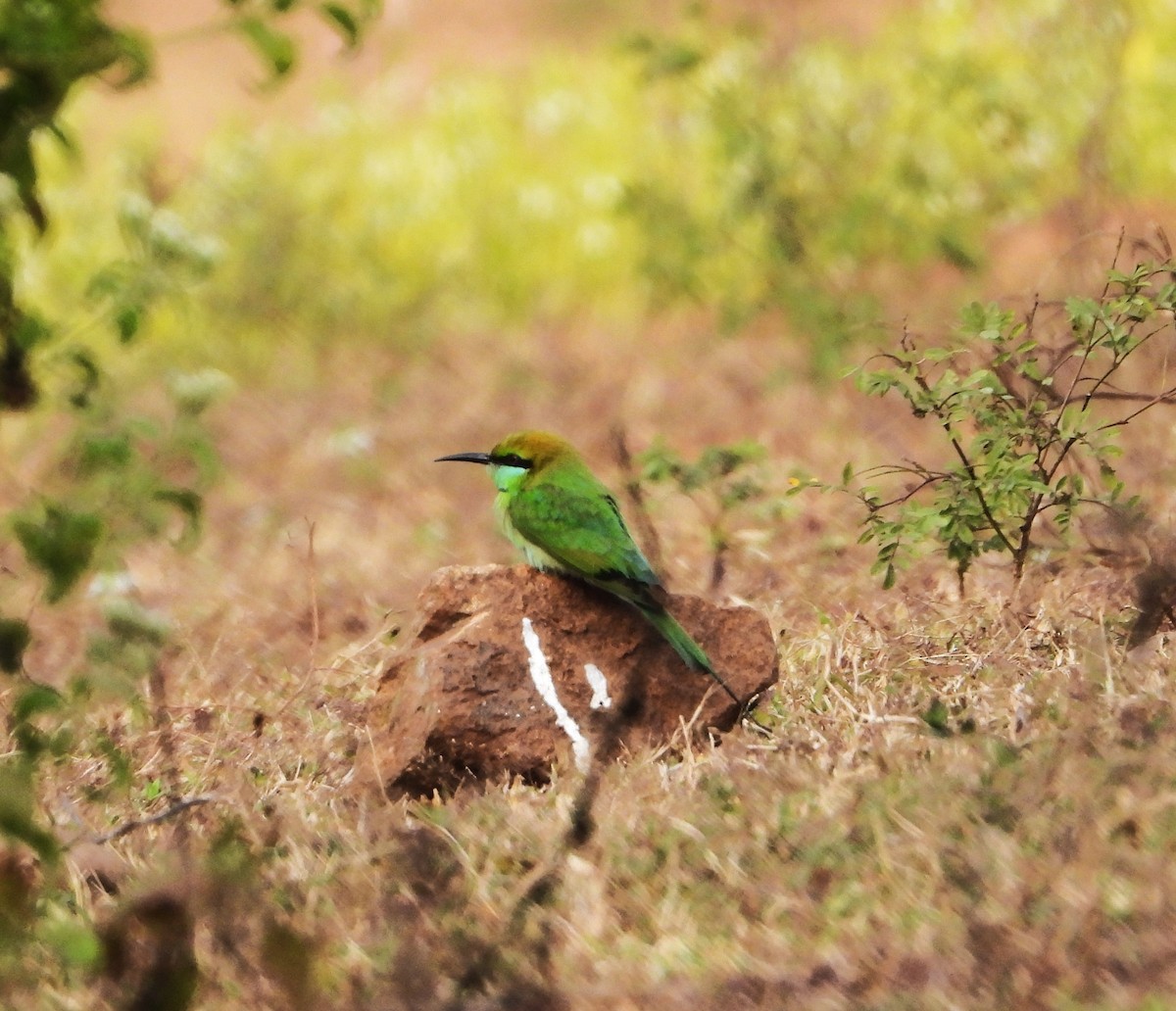 Asian Green Bee-eater - ML647552425