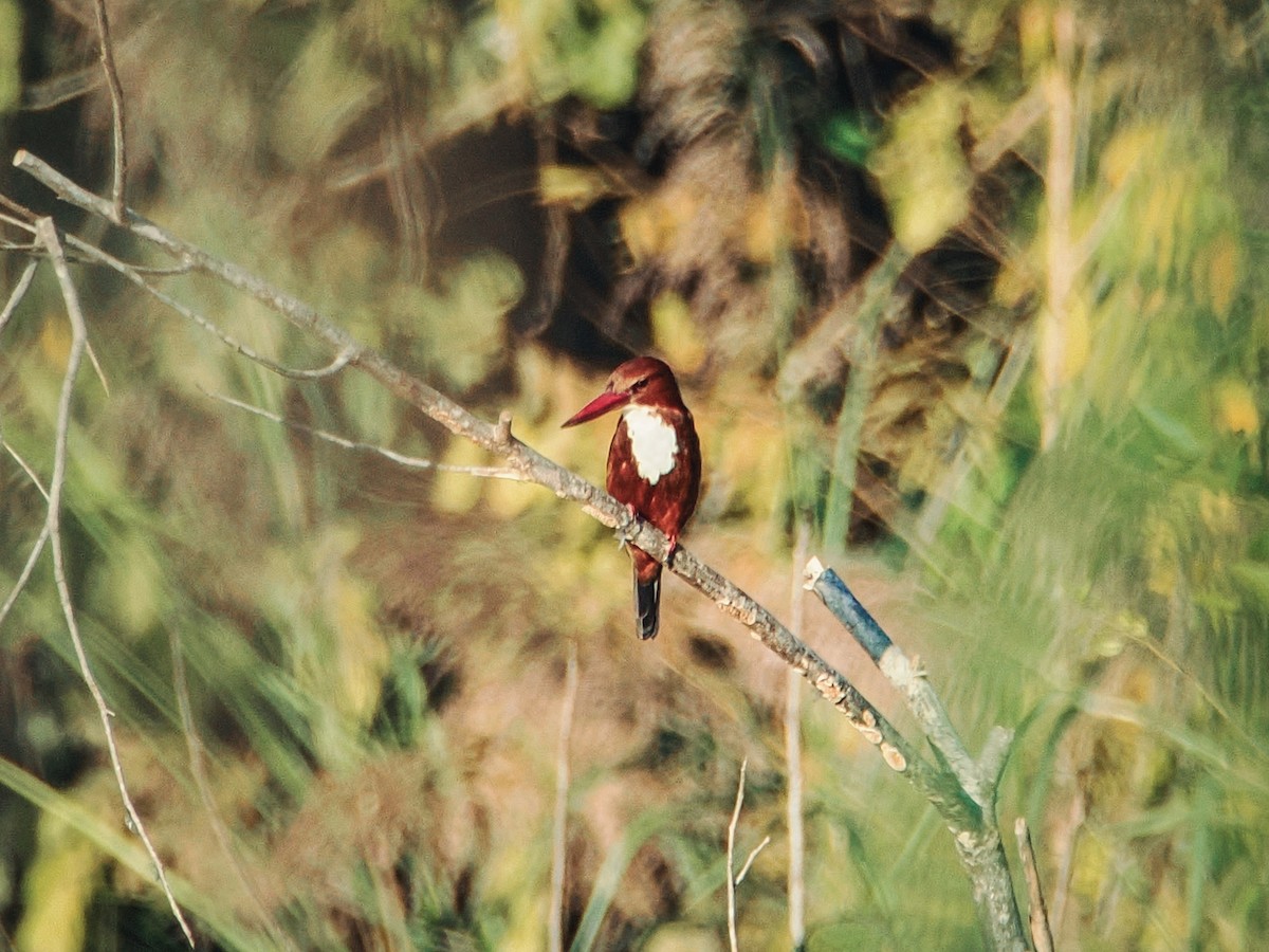 White-throated Kingfisher - ML647552426