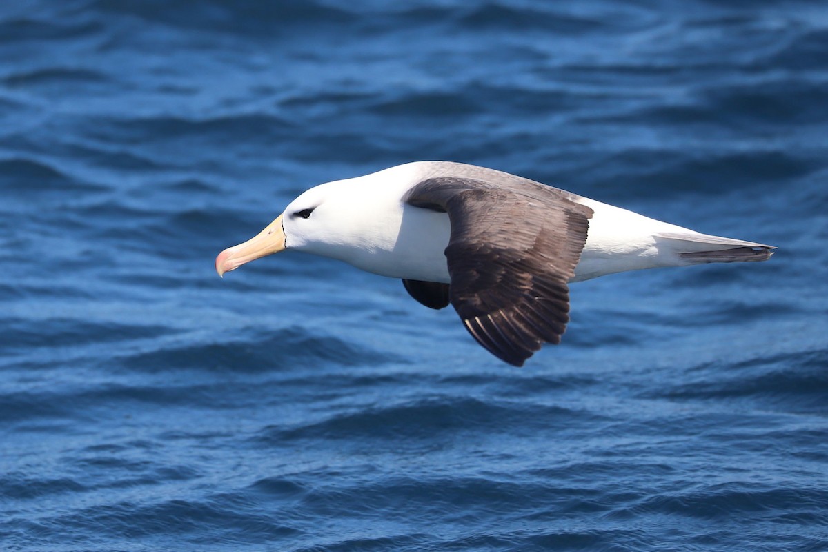 Black-browed Albatross - ML647552430