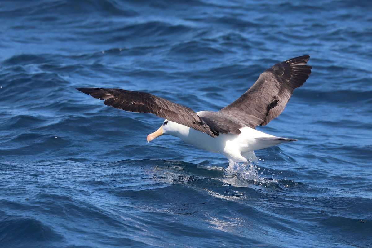 Black-browed Albatross - ML647552431