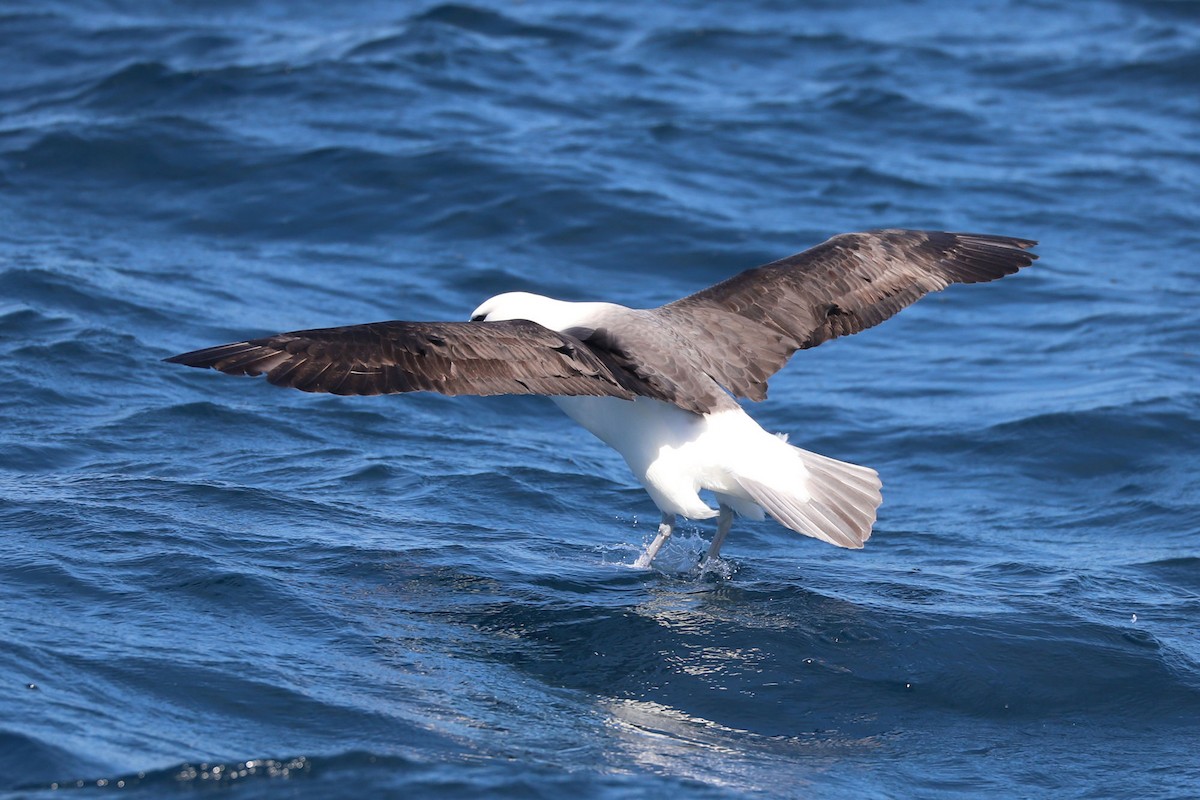 Black-browed Albatross - ML647552432
