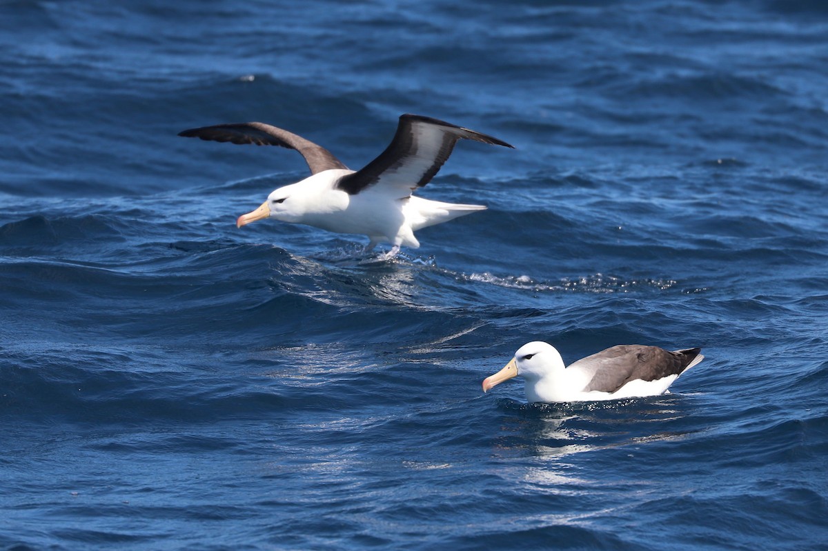 Black-browed Albatross - ML647552433