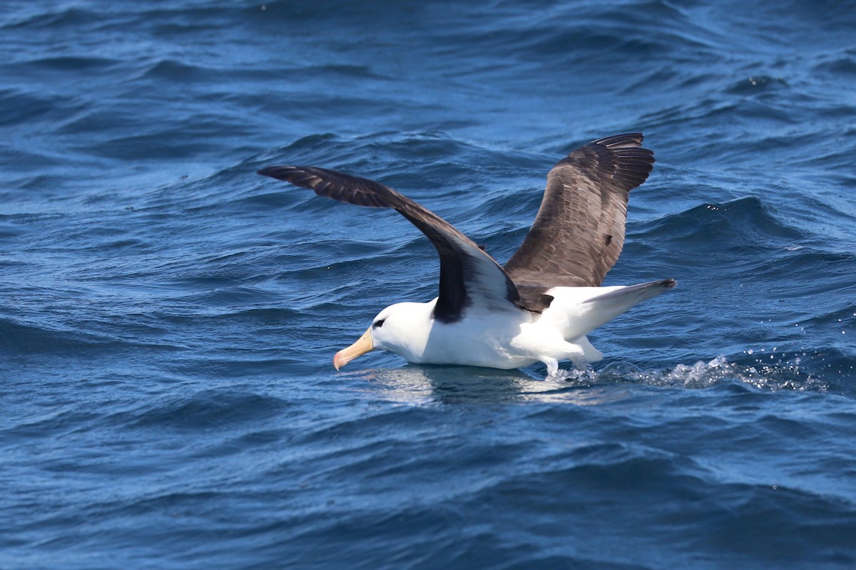 Black-browed Albatross - ML647552434