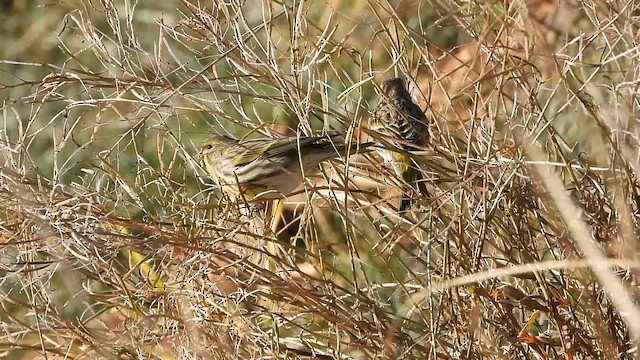 European Serin - ML647552435