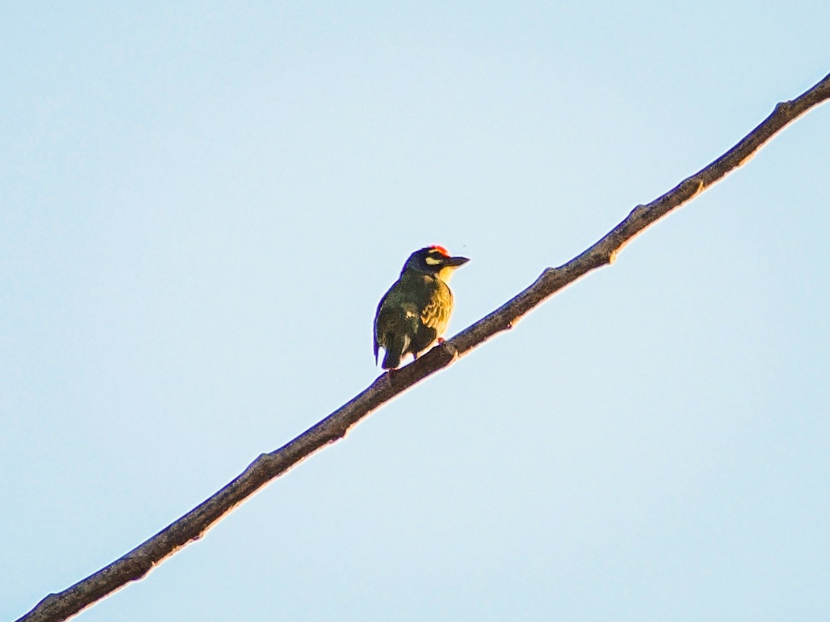 Coppersmith Barbet - ML647552436