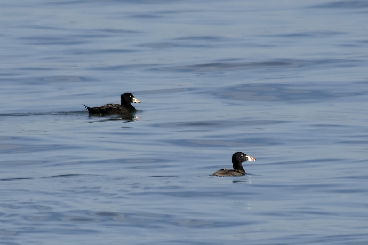 Surf Scoter - ML647552437