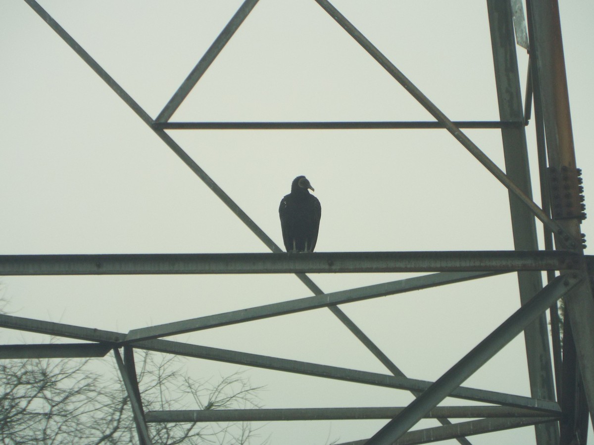 Black Vulture - ML647552439