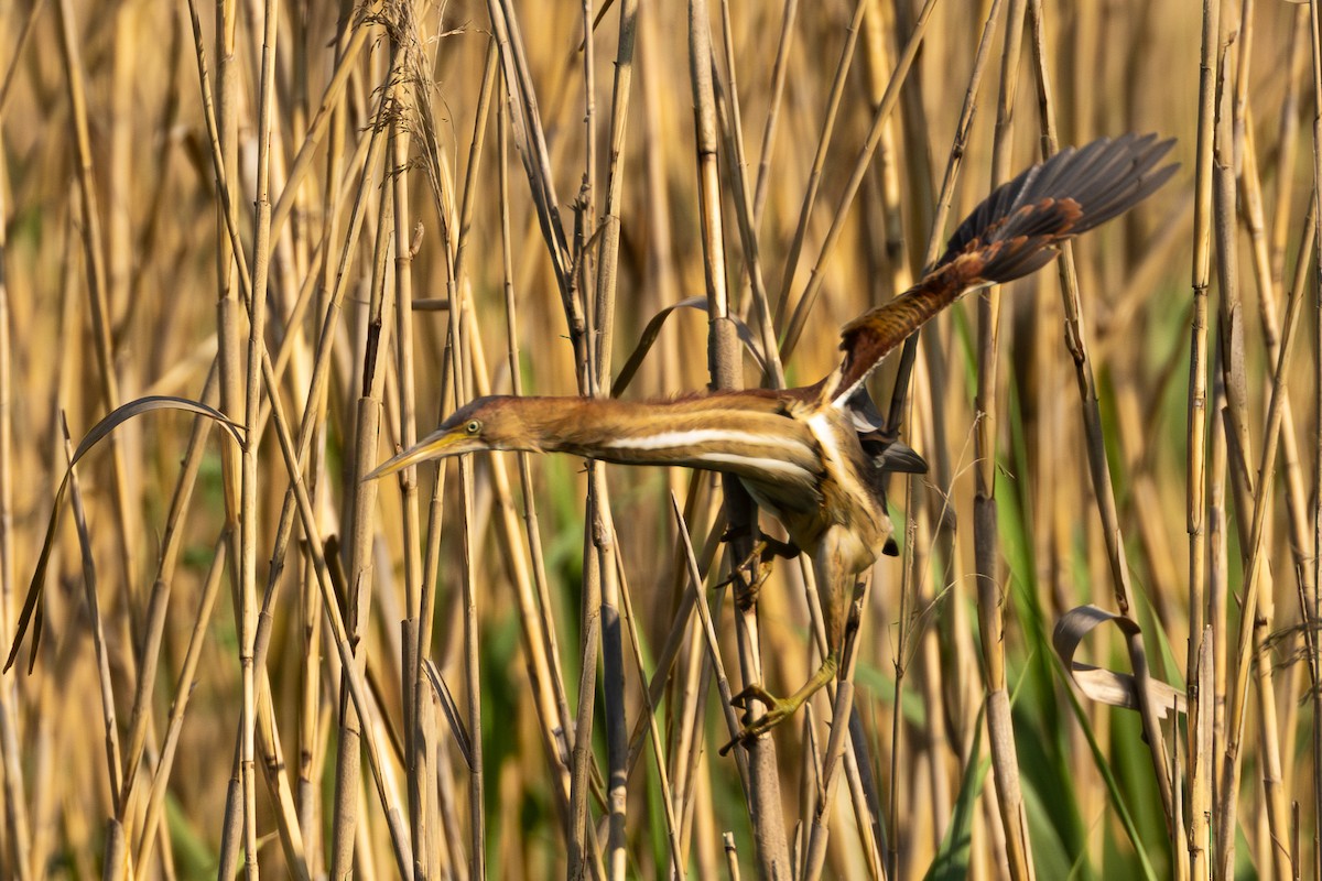 Petit Blongios - ML647552442