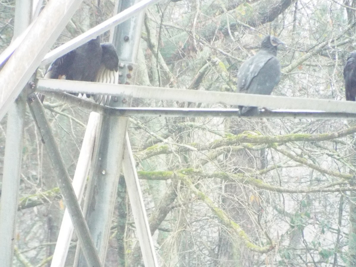 Black Vulture - ML647552443