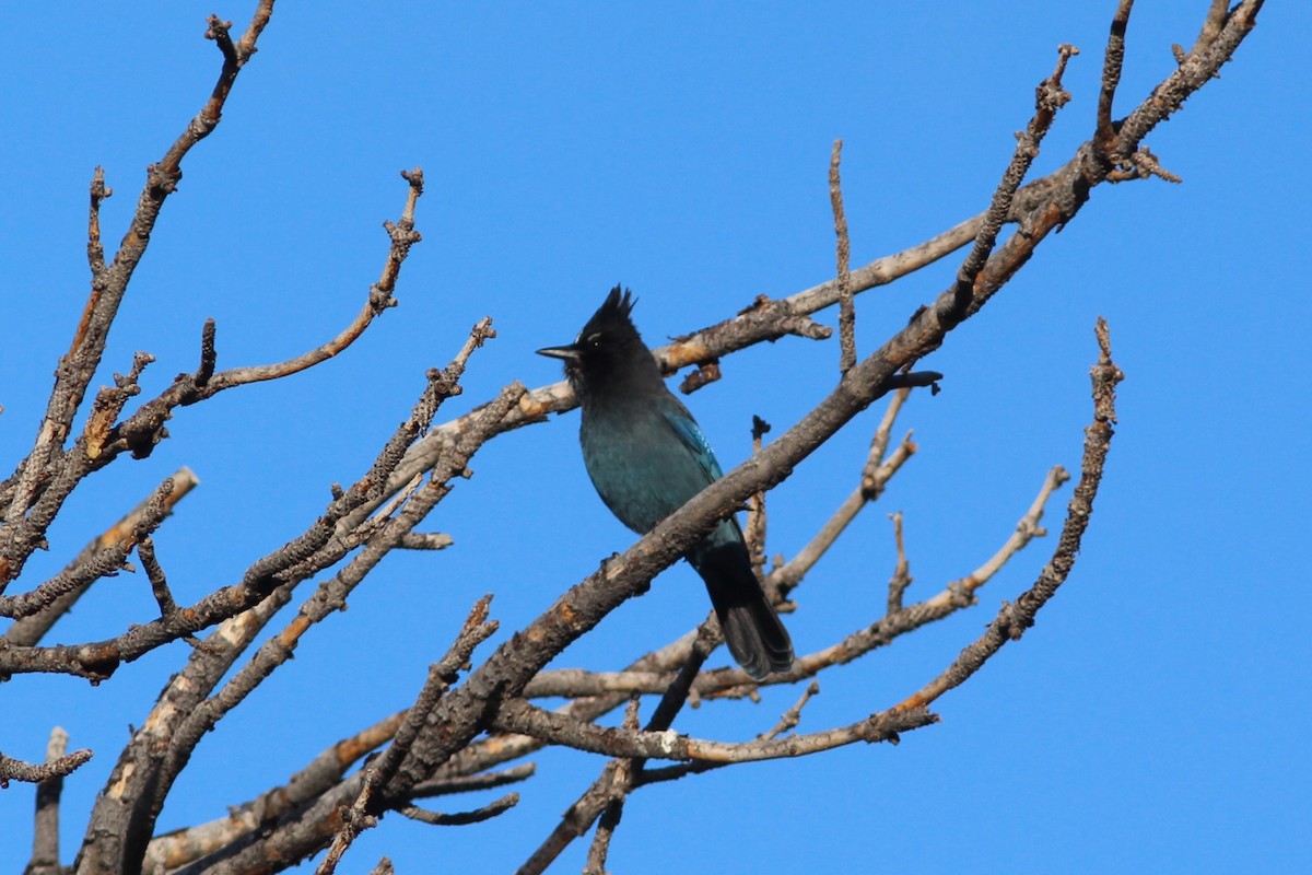 Steller's Jay (Southwest Interior) - ML647552446