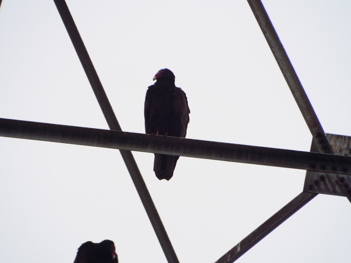 Turkey Vulture - ML647552449