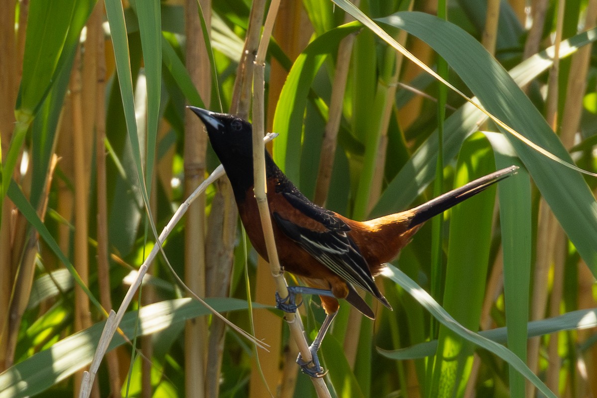 Orchard Oriole - ML647552453