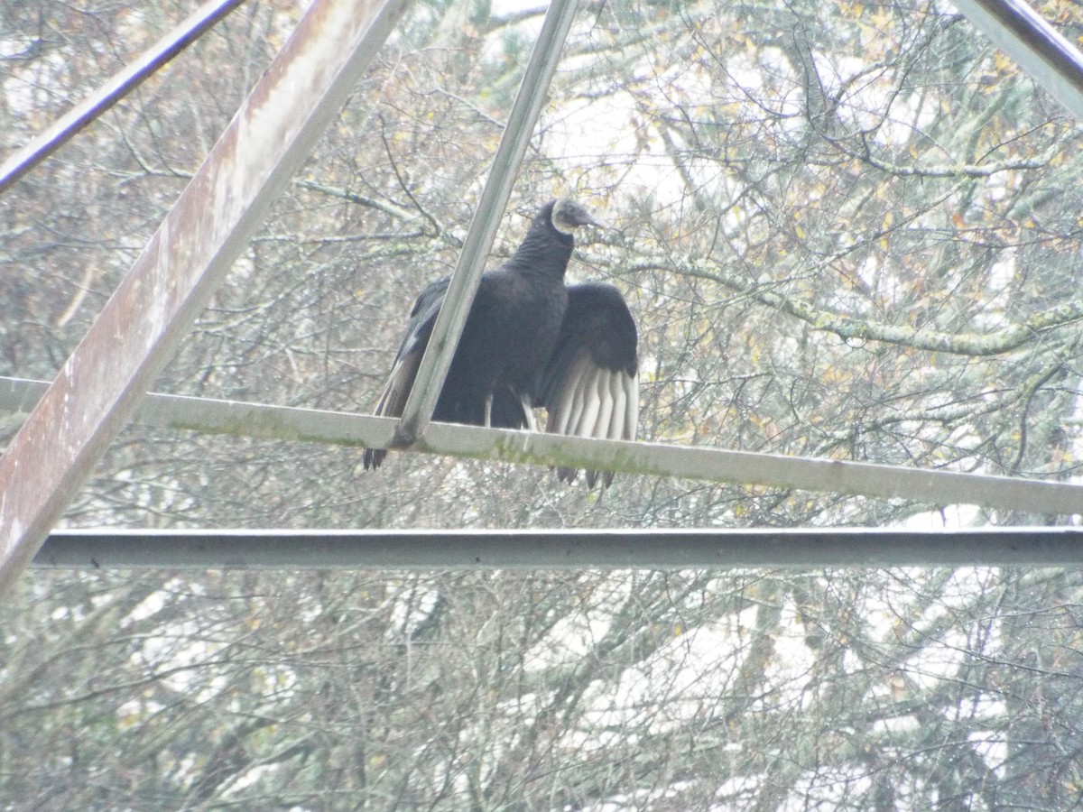 Black Vulture - ML647552461