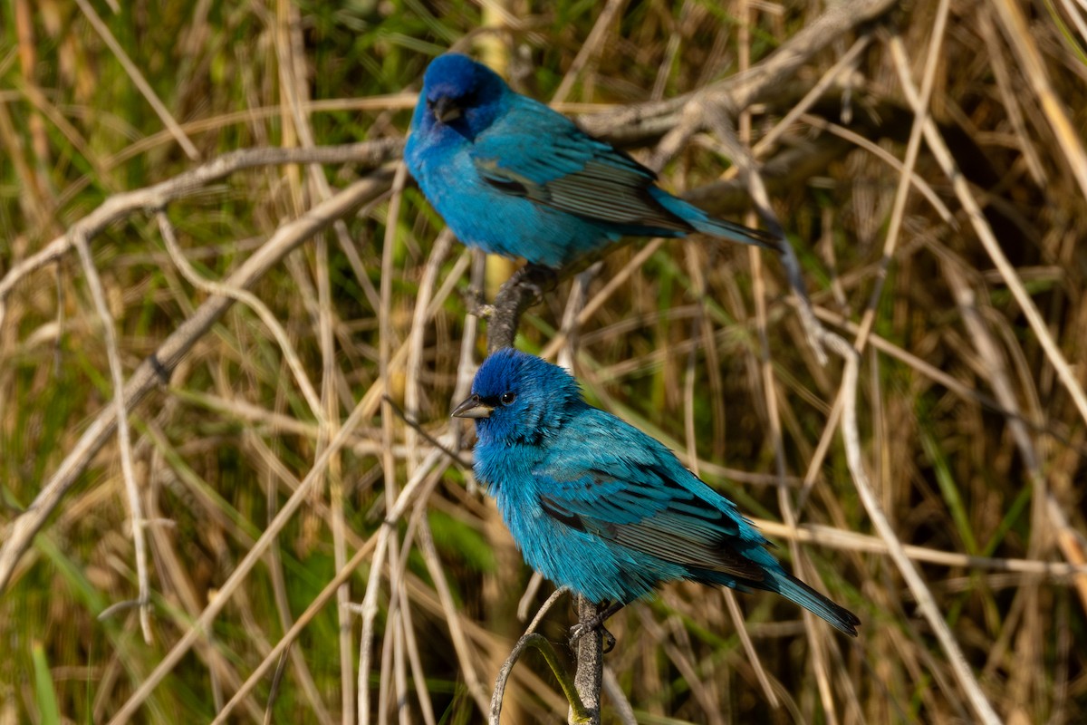 Indigo Bunting - ML647552465