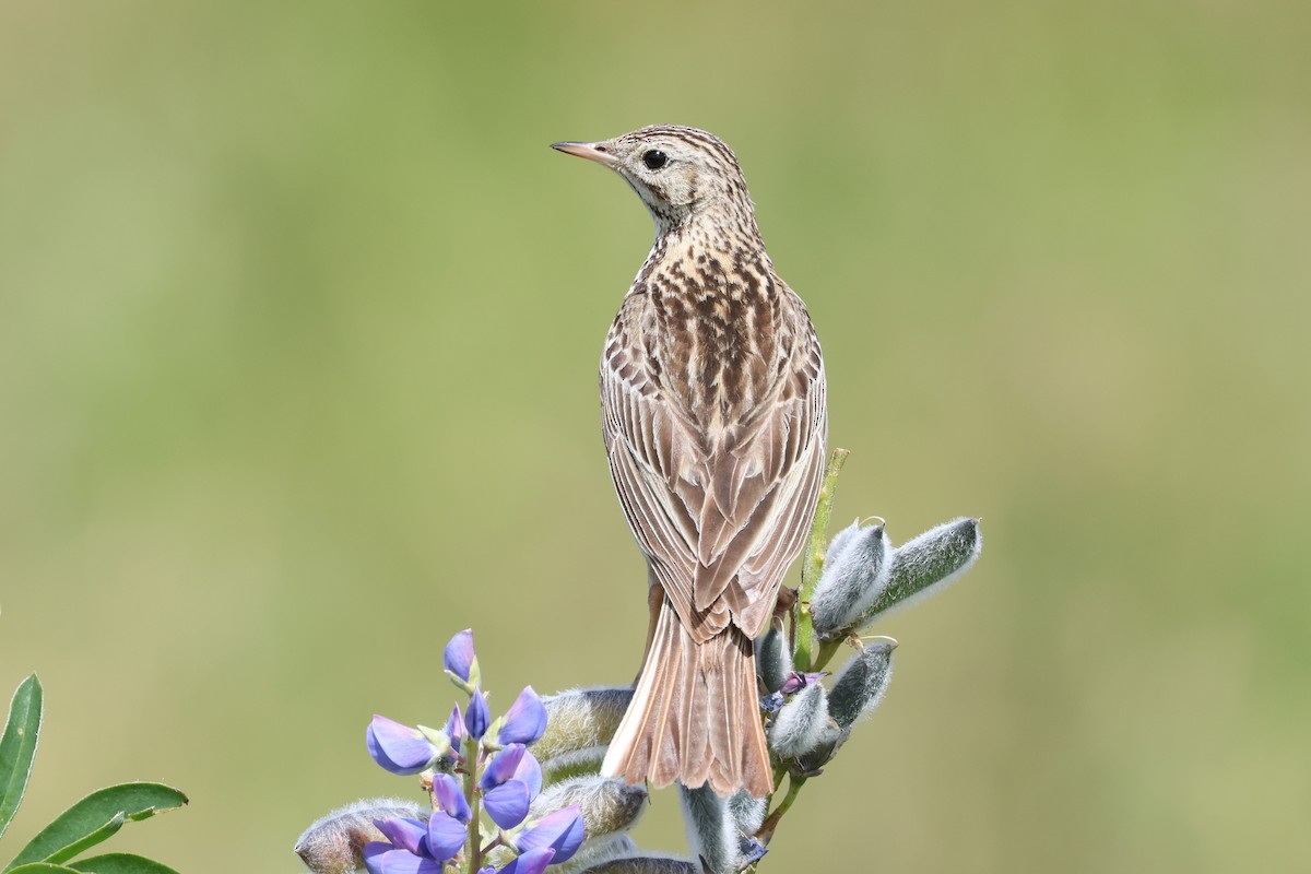 Correndera Pipit - ML647552471