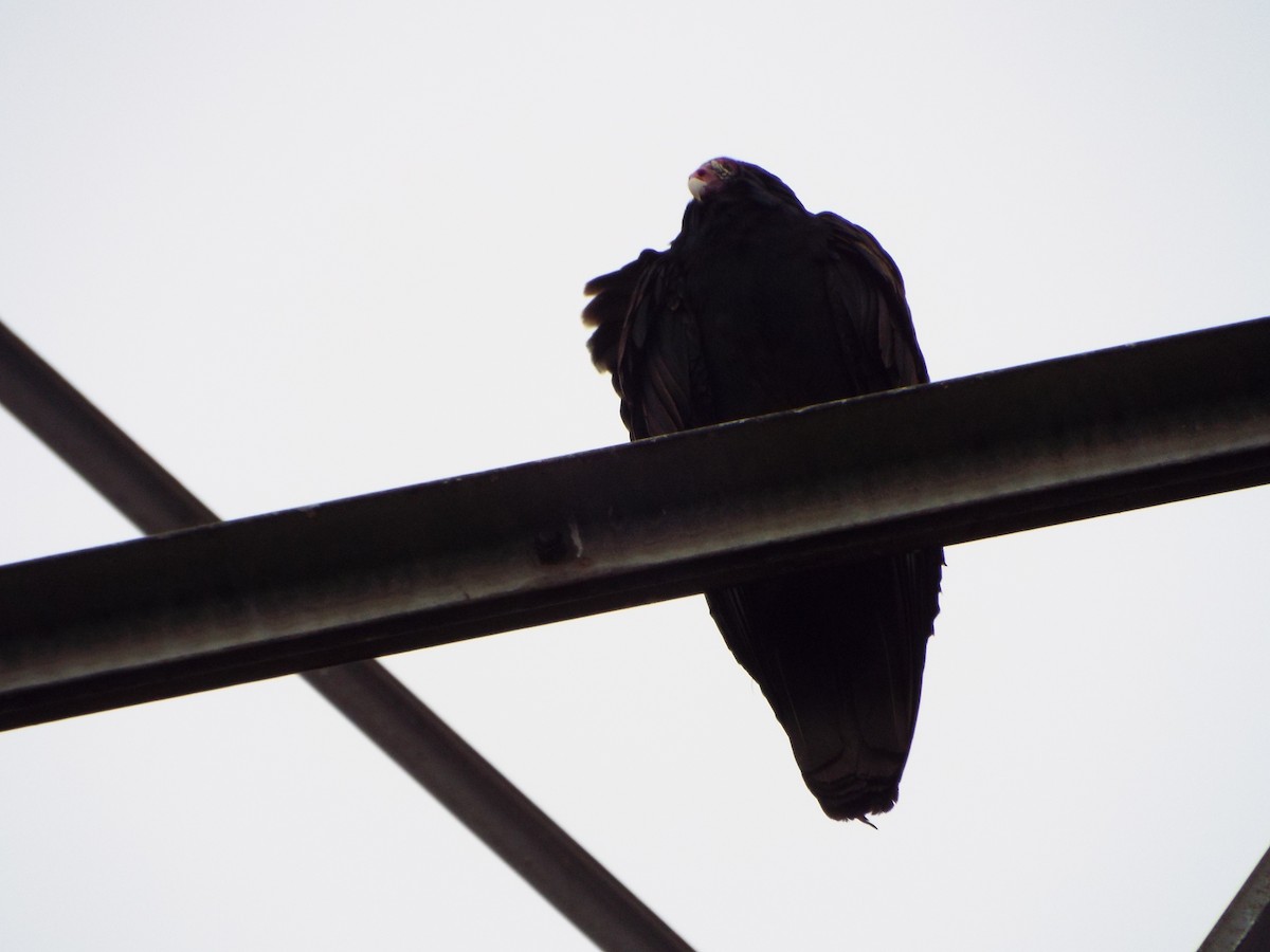Turkey Vulture - ML647552472