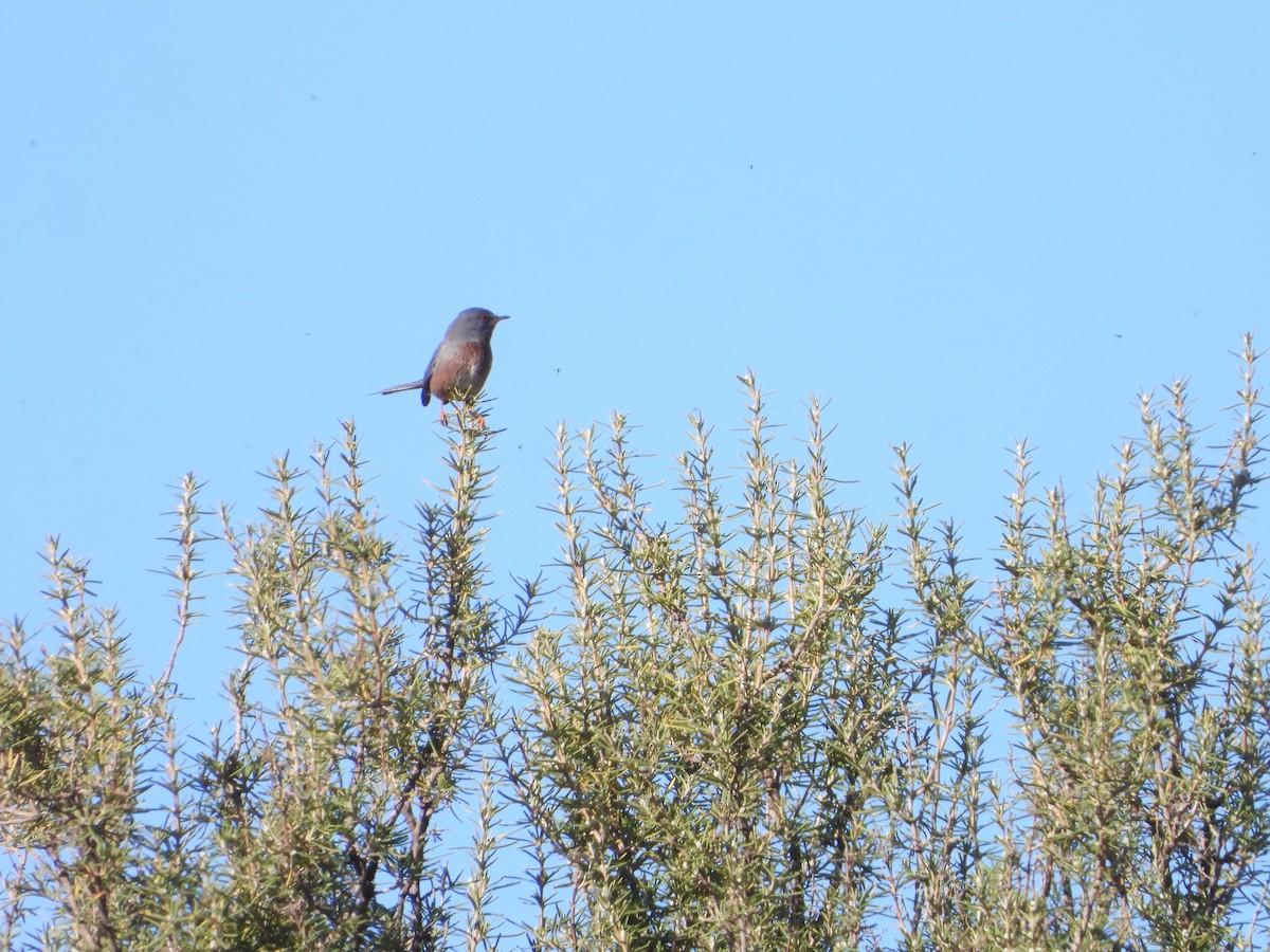 Etze-txinboa - ML647552475