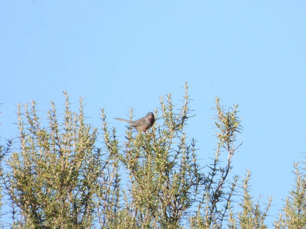 Etze-txinboa - ML647552476