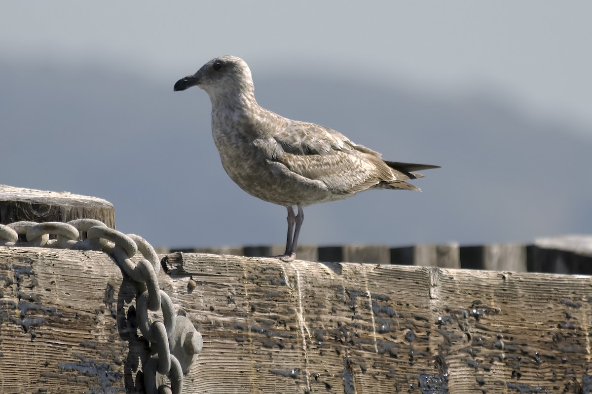 Gaviota Occidental - ML647552477
