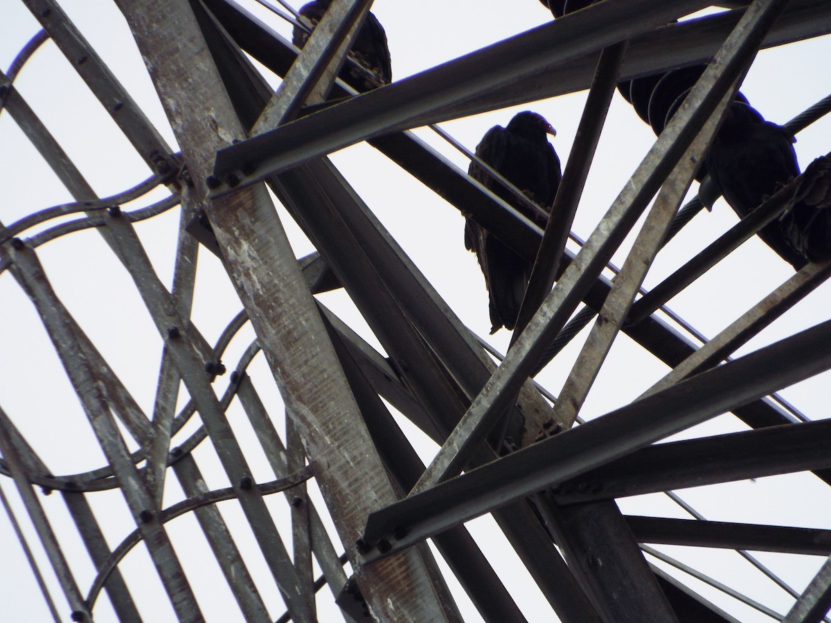 Turkey Vulture - ML647552478